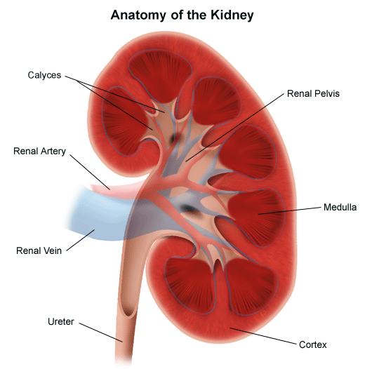  develops rapidly progressive renal failure after being starting on both 