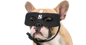 French bulldog in a mask