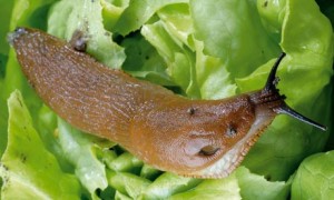 Alys Fowler: monster slugs