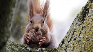 RED SQUIRREL PIC