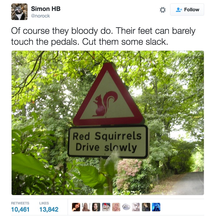 squirrels drive slowly twitter
